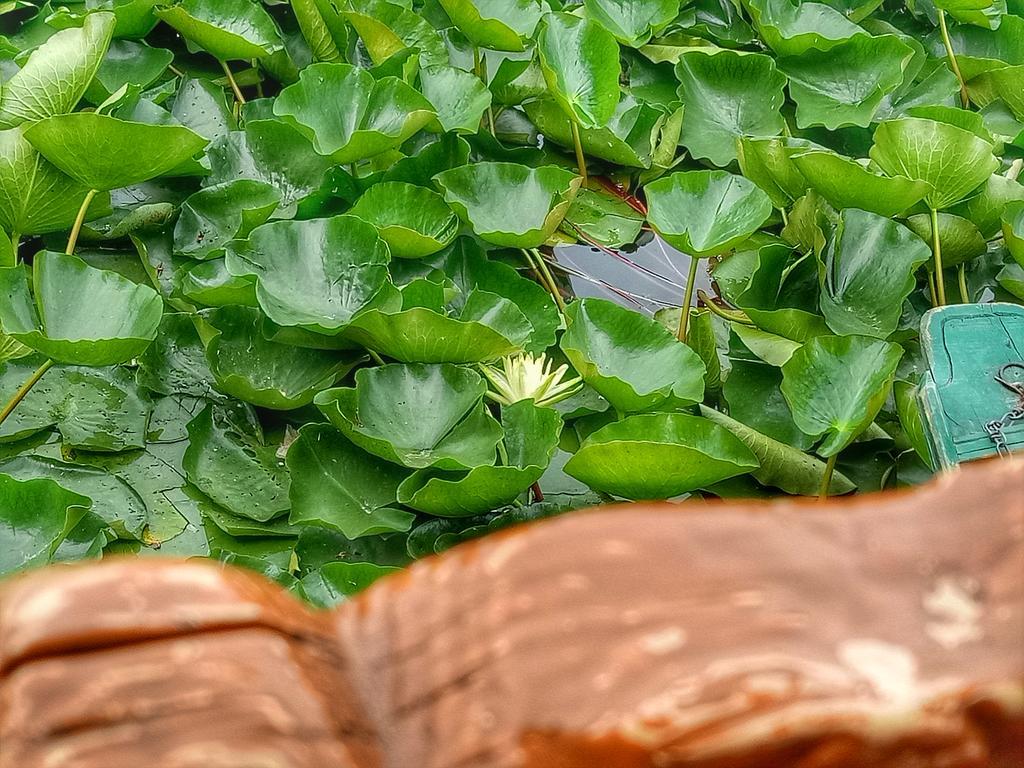 מלון Durgjan New Bul Bul Group Of Houseboats Srinagar מראה חיצוני תמונה